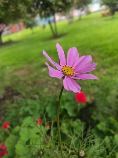 Zaynab en Hamelin: Flora  (Bogotá, D.C.), Cosmos bipinnatus, Selfie