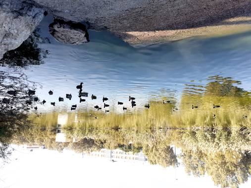 Diana Rosa en Hamelin: Fauna  (Jerez de la Frontera), Laguna torox,también estas con el cuidado de los gatitos abandonados 