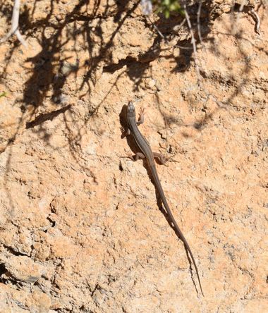 Solerantonio2 en Hamelin: Fauna  (Almería), Reptil