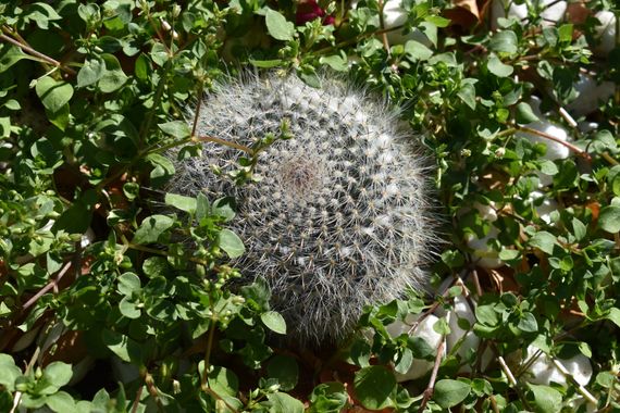 Solerantonio2 en Hamelin: Flora  (Almería), Mammillaria hahniana, Planta