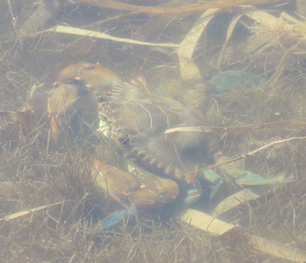 Solerantonio2 en Hamelin: Fauna  (Níjar), Cangrejo de rio