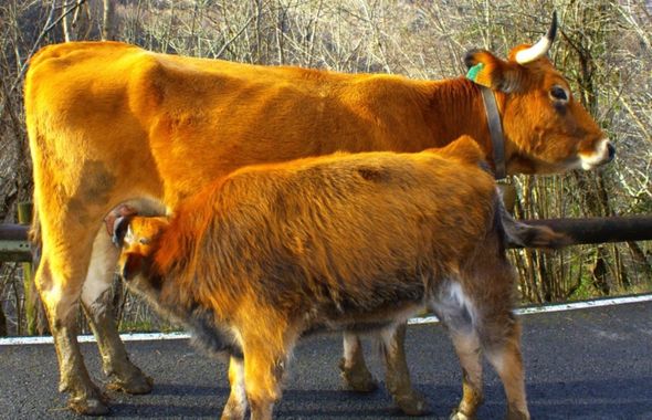 Dolorony_10 en Hamelin: Fauna  (Cangas de Onís), Mamá es mamá, en cualquier raza. #fauna #vaca #mamiferos #cangasdeonis #covadonga #asturias 
