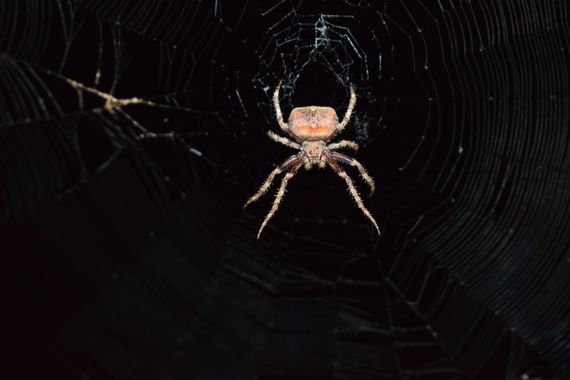 Geriri 10 en Hamelin: Fauna  (Sant Esteve de Palautordera)