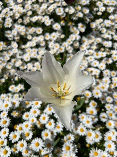 Eudimer20 en Hamelin: Flora, #flower 
