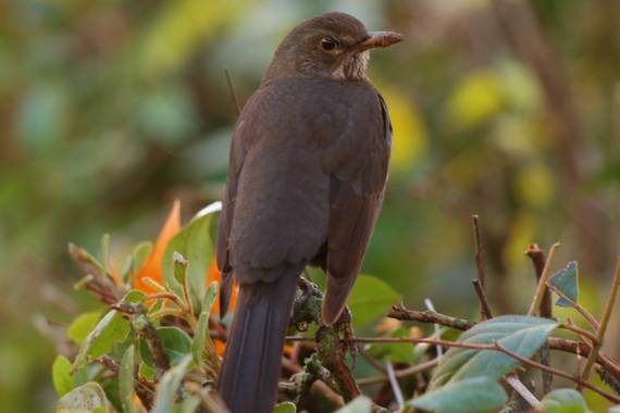 Smatae en Hamelin: Fauna  (Aranjuez), Turdus merula Linnaeus, 1758, Realizada en el jardín del principe, 