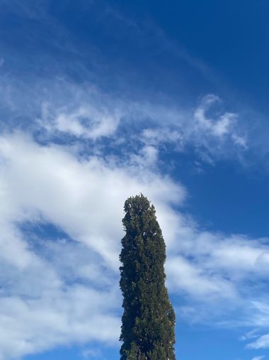 Katia en Hamelin: Flora, #arbol #cielo 