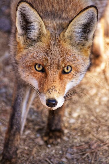 Santibenlloch en Hamelin: Fauna, Vulpes vulpes (Linnaeus, 1758), #zorro 