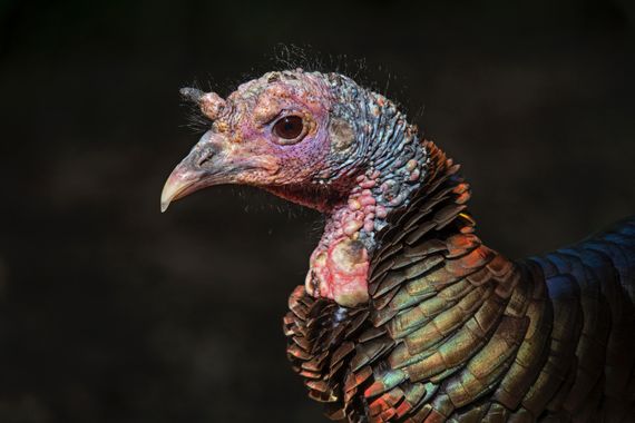 Ignicapillus en Hamelin: Fauna  (Hennepin County), Meleagris gallopavo Linnaeus, 1758, Guajolote gallipavo

El pavo silvestre norteamericano, aquí presente...