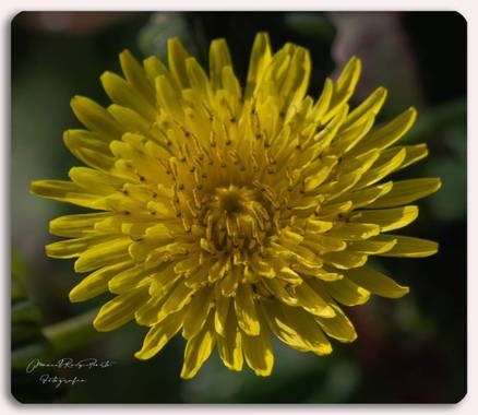 Manuropo39 en Hamelin: Flora  (Mesía), #Flora21