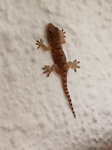 urihuetor en Hamelin: Fauna  (Comarca de Loja), La gran aliada de las casas para que no haya tantos mosquitos y moscas, animal nocturno que habita casas y ...