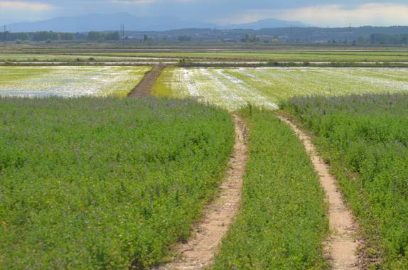 Azulmarino  en Hamelin: Paisaje  (Albons), Carreteras terciarias #frommypointofview #campo #field #naturephotography #powerlines
