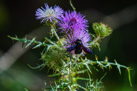 bernard1402  en Hamelin: Flora  (El Prat de Llobregat), Foto hecha en el Delta del Llobregat

#flora #flores #flor#flowers #naturaleza #natura #nature_phot...