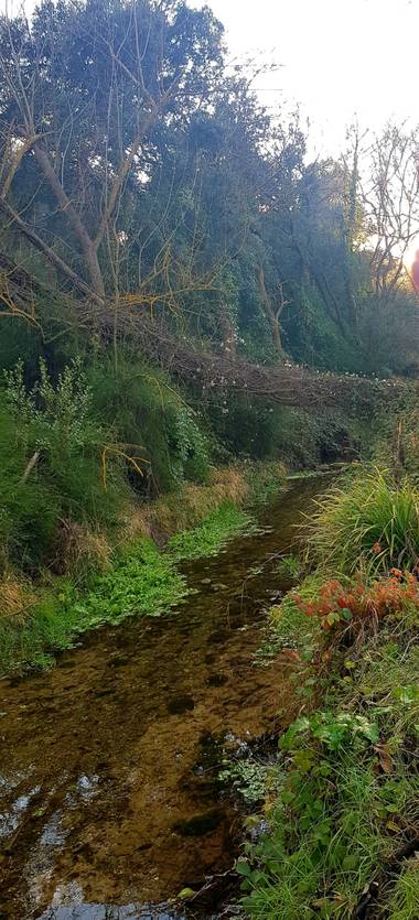 Agueda Animalista en Hamelin: Flora, #invierno20 en Sant Marti Sarroca #altpenedes 