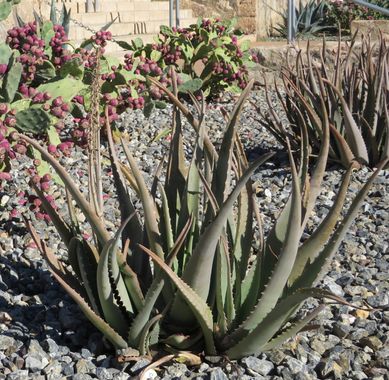 Solerantonio2 en Hamelin: Flora  (Almería), Planta