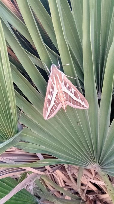 Solerantonio2 en Hamelin: Fauna  (Níjar), Insecto