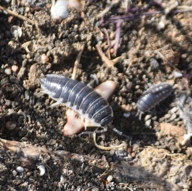 Solerantonio2 en Hamelin: Fauna  (AL-3115), Insecto