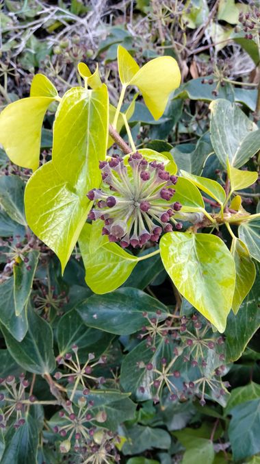 Solerantonio2 en Hamelin: Flora  (Jumilla), Hedera colchica, Planta