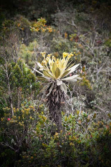 Danielhiguita7 en Hamelin: Flora  (Caicedo), Los frailejones son un género de plantas que solo crecen en los páramos del norte de Suramérica. Poseen un alt...