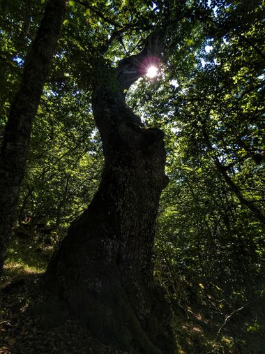 mariale en Hamelin: Flora, 📸 #marialemdza
Roble en hayedo 🌳🌳🌳 
#Naturaleza #BellezaNatural #Felicidad #Montaña #mountains #Roble  #landscapephotograph...