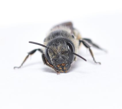 molaye02 en Hamelin: Fauna  (San Cristóbal de La Laguna), 📸🐝