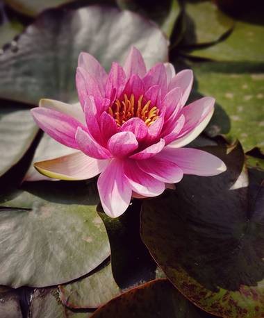 Lys Du Mort Photography en Hamelin: Flora  (Barcelona), Nymphaea alba, #parcmssencintoverdaguer #plantaacuatica 