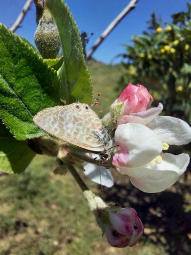 Apasnau75 en Hamelin: Fauna  (Pizarra), Sobre flor de manzano