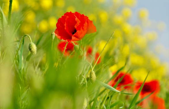 Azulmarino  en Hamelin: Flora  (Planoles), Papaver rhoeas, Amapola #naturephotography #frommypointofview #amapola #primavera 
