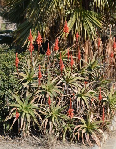 Solerantonio2 en Hamelin: Flora  (Almería), Aloe arborescens, Planta