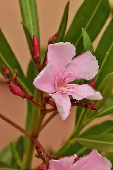 Juanatlantida82 en Hamelin: Flora, Nerium oleander, #floresbonitas 
