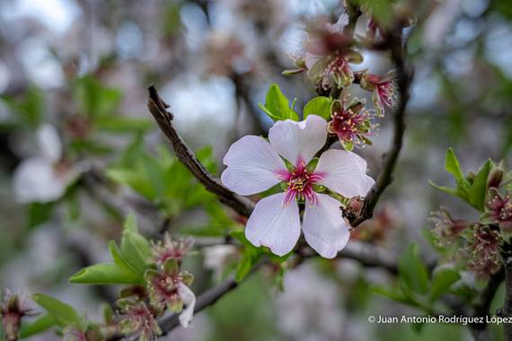 Jjarolo en Hamelin: Flora  (Valsequillo de Gran Canaria), Ig:@juantorolo
#grancanaria 
#almendroenflor 