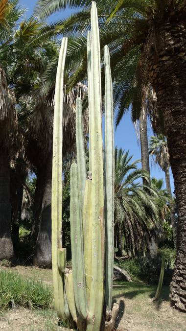 Marsial888 en Hamelin: Flora, cactus tropical