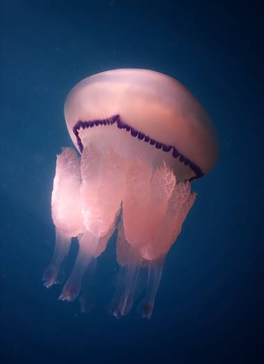 Elisendafv8 en Hamelin: Fauna, #jellyfish #sea #nature #uwphoto 