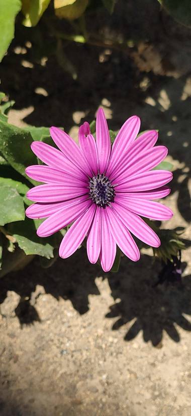 Mylenium69 en Hamelin: Flora  (Alicante), #flora #flor #naturaleza #macrofotografia #natura #macro 