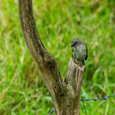danielhincapie230979 en Hamelin: Fauna  (Copacabana), Saltator striatipectus Lafresnaye, 1847, Saltador Pio judío 
#naturaleza #wildlife #nature #faunadeco...