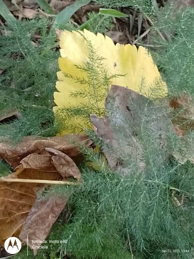 GrachuV. en Hamelin: Flora  (Santa Fe), Asparagus setaceus, Hojas.!!!🌿🥀