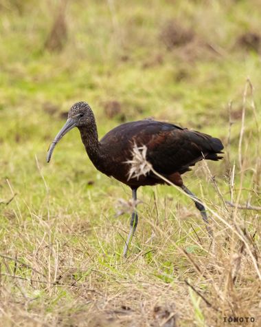 Ignoto en Hamelin: Fauna  (Muro), Plegadis falcinellus (Linnaeus, 1766)