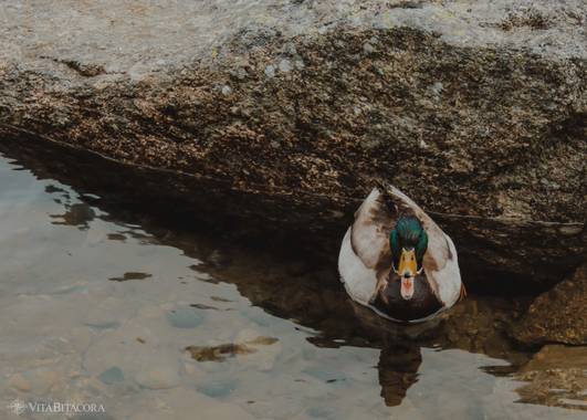 Yuga1983 en Hamelin: Fauna  (La Vall de Boí), Anas platyrhynchos Linnaeus, 1758, Ànec coll-verd al Parc Nacional d’Aigüestortes. #fauna21 #fauna2021 #fauna...