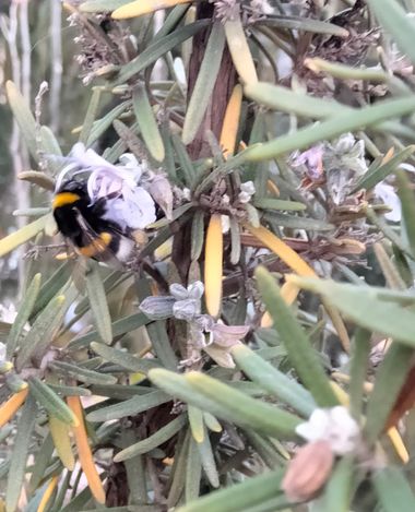 Solerantonio2 en Hamelin: Fauna  (Almería), Abejorro