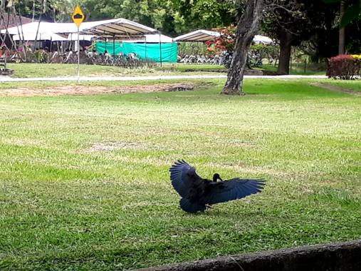 Yeso en Hamelin: Fauna  (Tuluá)