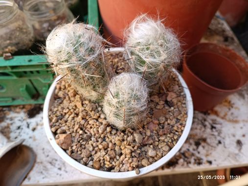 @nicorhbg en Hamelin: Flora  (Daimiel), Oreocereus trollii