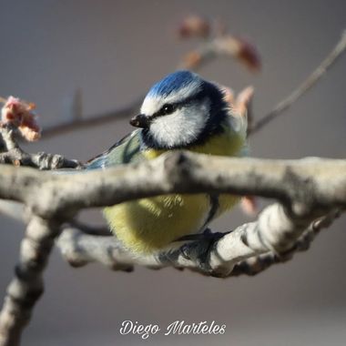 Diego en Hamelin: Fauna  (Zaragoza), Cyanistes caeruleus (Linnaeus, 1758), #herrerillocomun #cyanistescaeruleus #aves #ebro #zaragoza #canon 
