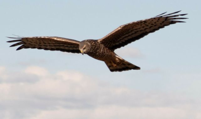 lourdes7895 en Hamelin: Fauna  (Toke Ajllata Alta), Circus assimilis Jardine & Selby, 1828, #aves #fauna20  #naturaleza 