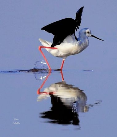 Jomacaes70 en Hamelin: Fauna  (Isla Cristina), Himantopus himantopus (Linnaeus, 1758), #avesdemarisma