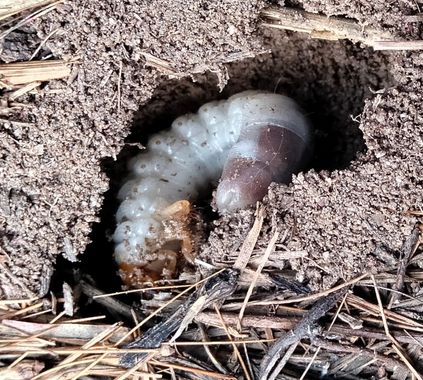 Solerantonio2 en Hamelin: Fauna  (Níjar), Insecto