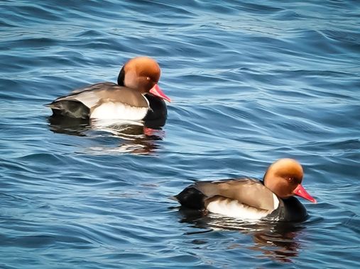 Kikojimenez1977 en Hamelin: Fauna, Netta rufina (Pallas, 1773), Pato colorado (Netta rufina)