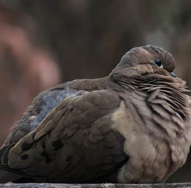 Haveruribe25 en Hamelin: Fauna 