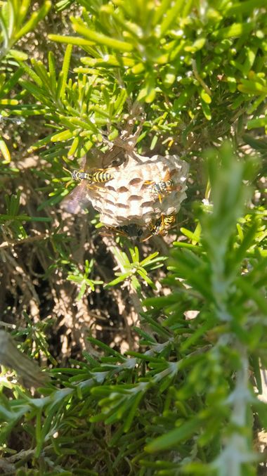 Solerantonio2 en Hamelin: Fauna  (Avenida del Mediterráneo), Avispero