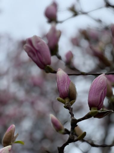 Eudimer20 en Hamelin: Flora, #flora 