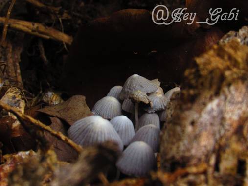 𝑯𝒆𝒚_𝑮𝒂𝒃𝒊 en Hamelin: Observación, #natura #photography #fungus 