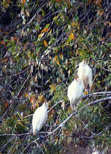 Georginaag en Hamelin: Fauna  (Banyoles), Bubulcus ibis (Linnaeus, 1758), #fauna #garza #birds 